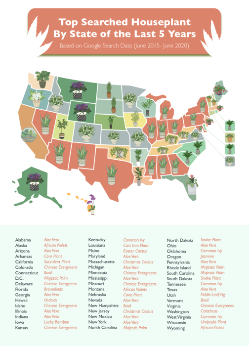 The Top Searched House Plants of the Past 5 Years” Map